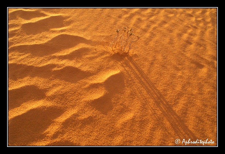 086 Une lumiere rasante qui procure de beaux effets de texture